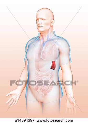 Male spleen anatomy View Large Photo Image Stock Photo - Male spleen anatomy. Fotosearch