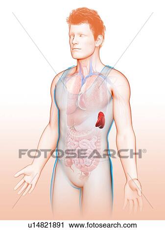 Stock Image - Male spleen, illustration. Fotosearch
