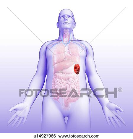 Stock Photograph - Male spleen, illustration. Fotosearch