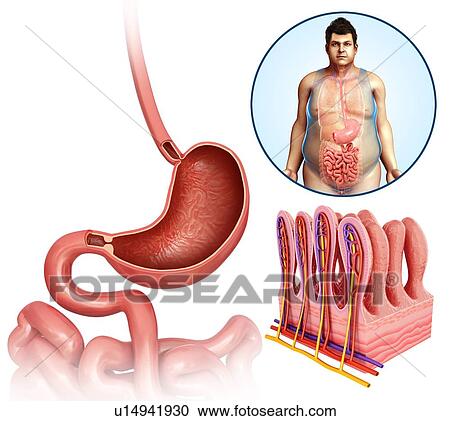 Stock Image - Male stomach and intestinal villi. Fotosearch