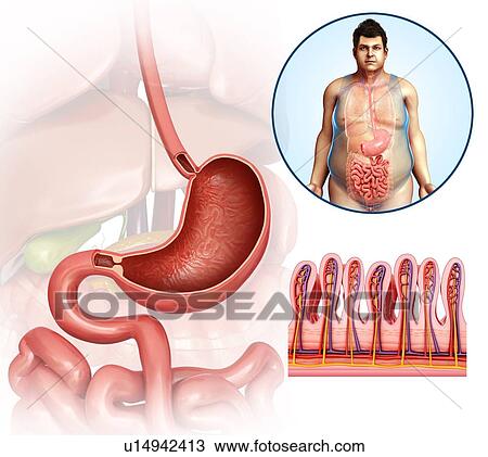 Male stomach and intestinal villi View Large Photo Image Stock Image - Male stomach and intestinal villi. Fotosearch