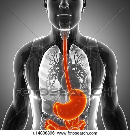 Stock Photograph - Male stomach, illustration. Fotosearch