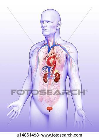 Stock Photo - Male urinary and circulatory system. Fotosearch