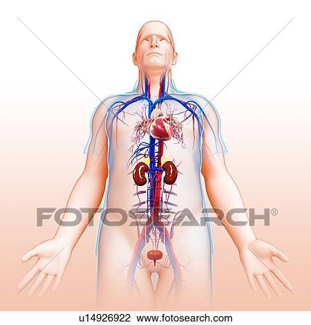 Stock Image - Male urinary and circulatory systems. Fotosearch