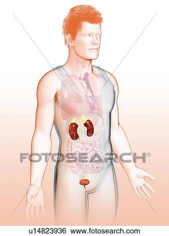 Stock Photograph - Male urinary system, illustration. Fotosearch