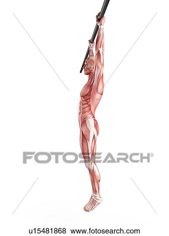Stock Photo - Man hanging from exercise bar. Fotosearch