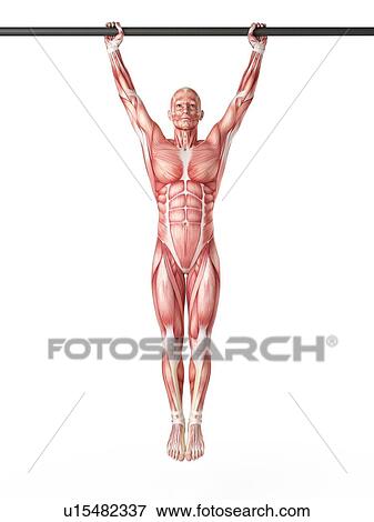 Man hanging from exercise bar View Large Photo Image Stock Photo - Man hanging from exercise bar. Fotosearch