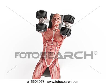 Stock Image - Man using hand weights. Fotosearch