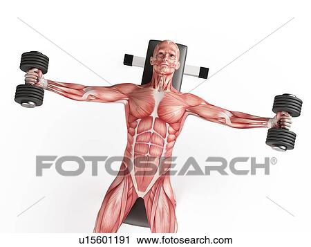 Stock Image - Man using hand weights. Fotosearch