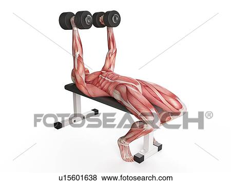 Stock Photo - Man using hand weights. Fotosearch