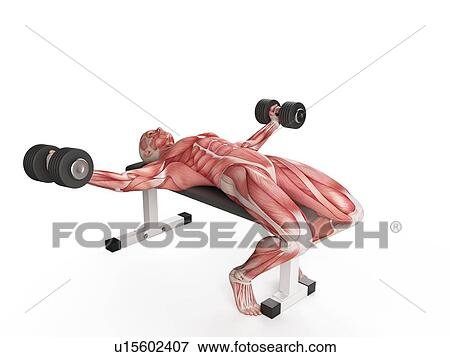 Stock Photo - Man using hand weights. Fotosearch