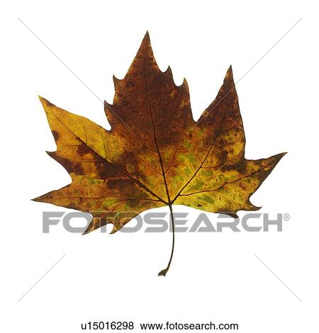 Stock Photo - Maple leaf. Fotosearch