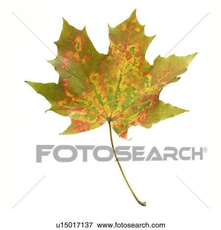 Stock Photo - Maple leaf. Fotosearch