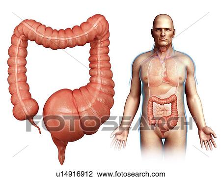 Stock Image - Mega colon, illustration. Fotosearch