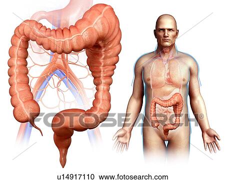 Stock Image - Mega colon, illustration. Fotosearch