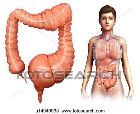 Stock Image - Mega colon, illustration. Fotosearch