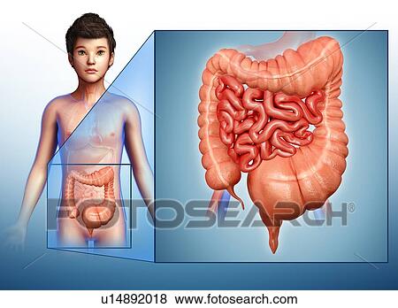 Stock Photo - Mega colon, illustration. Fotosearch