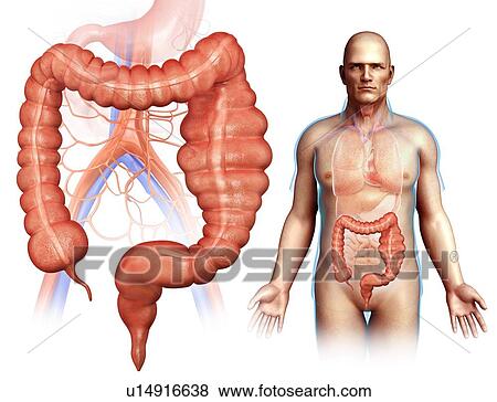 Mega colon, illustration View Large Photo Image Stock Photo - Mega colon, illustration. Fotosearch