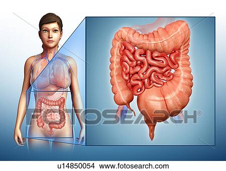 Picture - Megacolon, illustration. Fotosearch