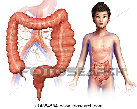 Picture - Megacolon, illustration. Fotosearch