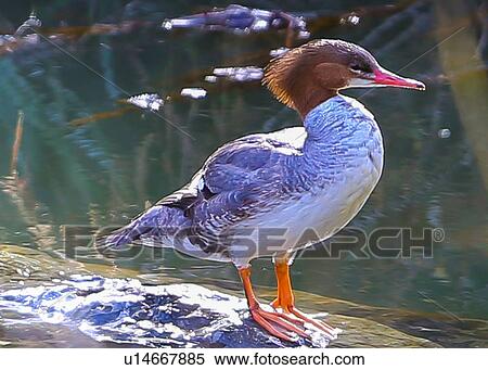 Merganser View Large Photo Image Stock Photography - Merganser. Fotosearch