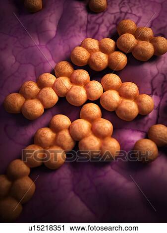 Stock Image - Mrsa bacteria. Fotosearch