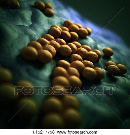 Mrsa bacteria View Large Photo Image Stock Photo - Mrsa bacteria. Fotosearch