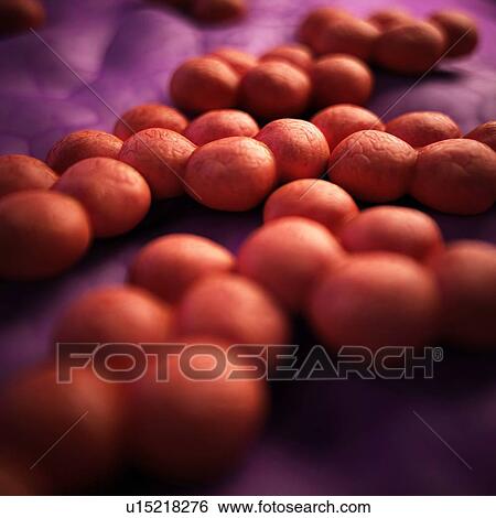 Mrsa bacteria View Large Photo Image Stock Photograph - Mrsa bacteria. Fotosearch