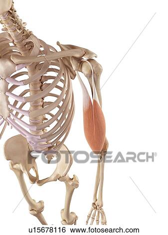 Stock Photograph - Muscles of the human arm. Fotosearch