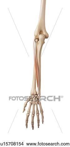 Picture - Muscles of the human hand. Fotosearch