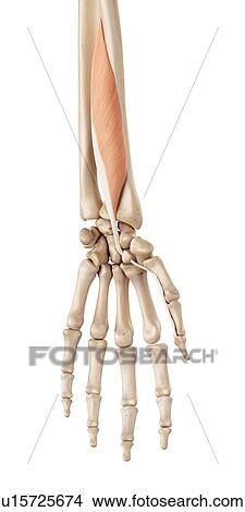 Picture - Muscles of the human hand. Fotosearch