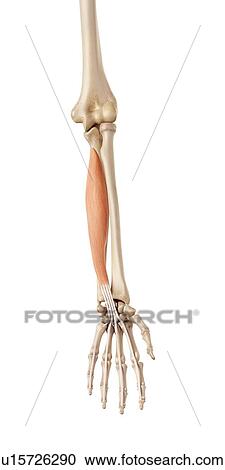 Muscles of the human hand View Large Photo Image Stock Image - Muscles of the human hand. Fotosearch