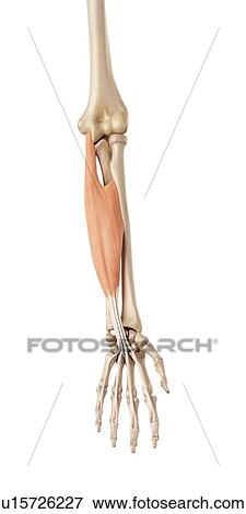 Stock Photo - Muscles of the human hand. Fotosearch