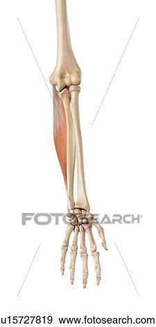 Stock Photo - Muscles of the human hand. Fotosearch