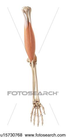 Muscles of the human hand View Large Photo Image Stock Photo - Muscles of the human hand. Fotosearch