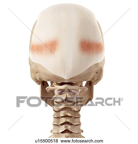 Stock Photo - Muscles of the human head. Fotosearch