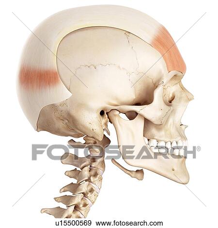 Muscles of the human head View Large Photo Image Stock Photo - Muscles of the human head. Fotosearch