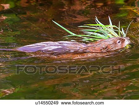Stock Photo - Muskrat. Fotosearch
