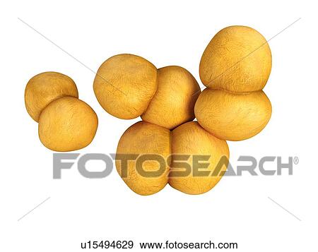 Stock Photo - Neisseria gonorrhoeae bacteria. Fotosearch