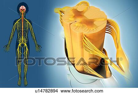 Picture - Nervous system, illustration. Fotosearch