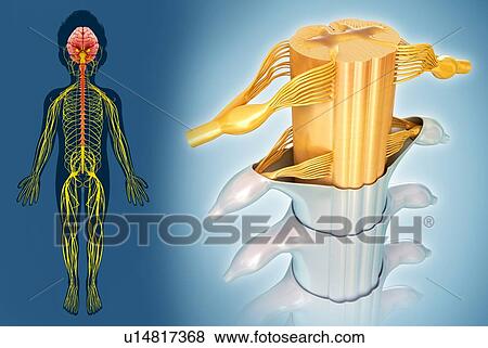 Stock Photo - Nervous system, illustration. Fotosearch