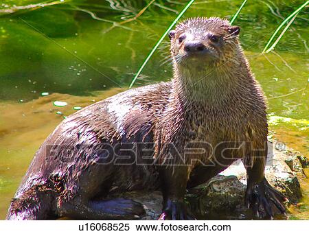 Northern River Otter View Large Photo Image Stock Photography - Northern River Otter. Fotosearch
