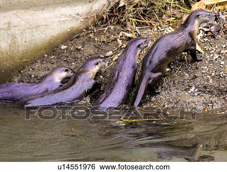 Stock Photograph - Northern River Otters. Fotosearch