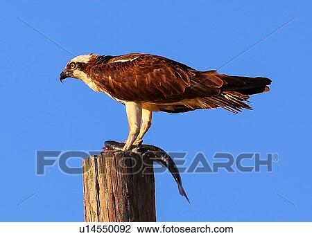 Stock Image - Osprey. Fotosearch
