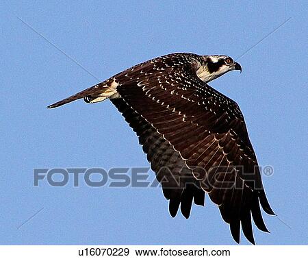Osprey View Large Photo Image Stock Photo - Osprey. Fotosearch