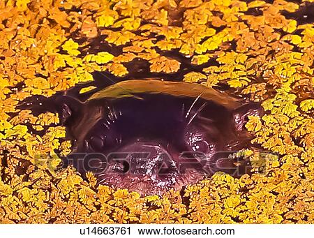 Stock Image - Otter. Fotosearch