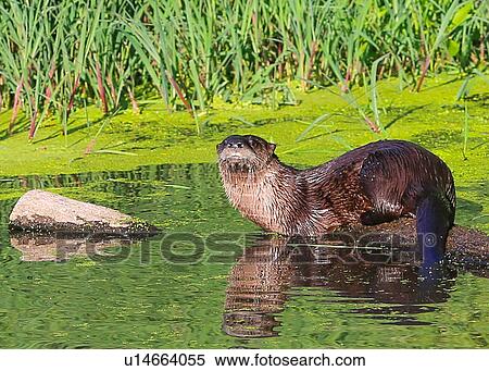 Stock Photography - Otter. Fotosearch