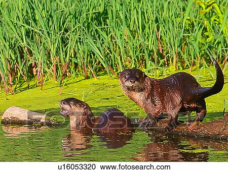 Otters View Large Photo Image Stock Image - Otters. Fotosearch