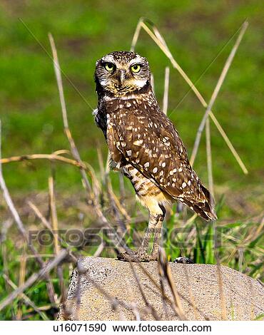 Stock Image - Owl. Fotosearch