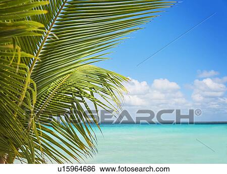 Stock Photograph - Palm leaves against sea. Fotosearch